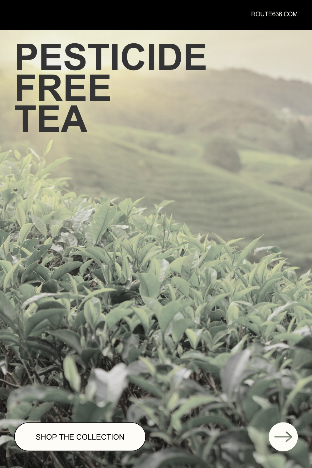 Embracing Organic Tea: Route 636 Tea Co.'s Philosophy