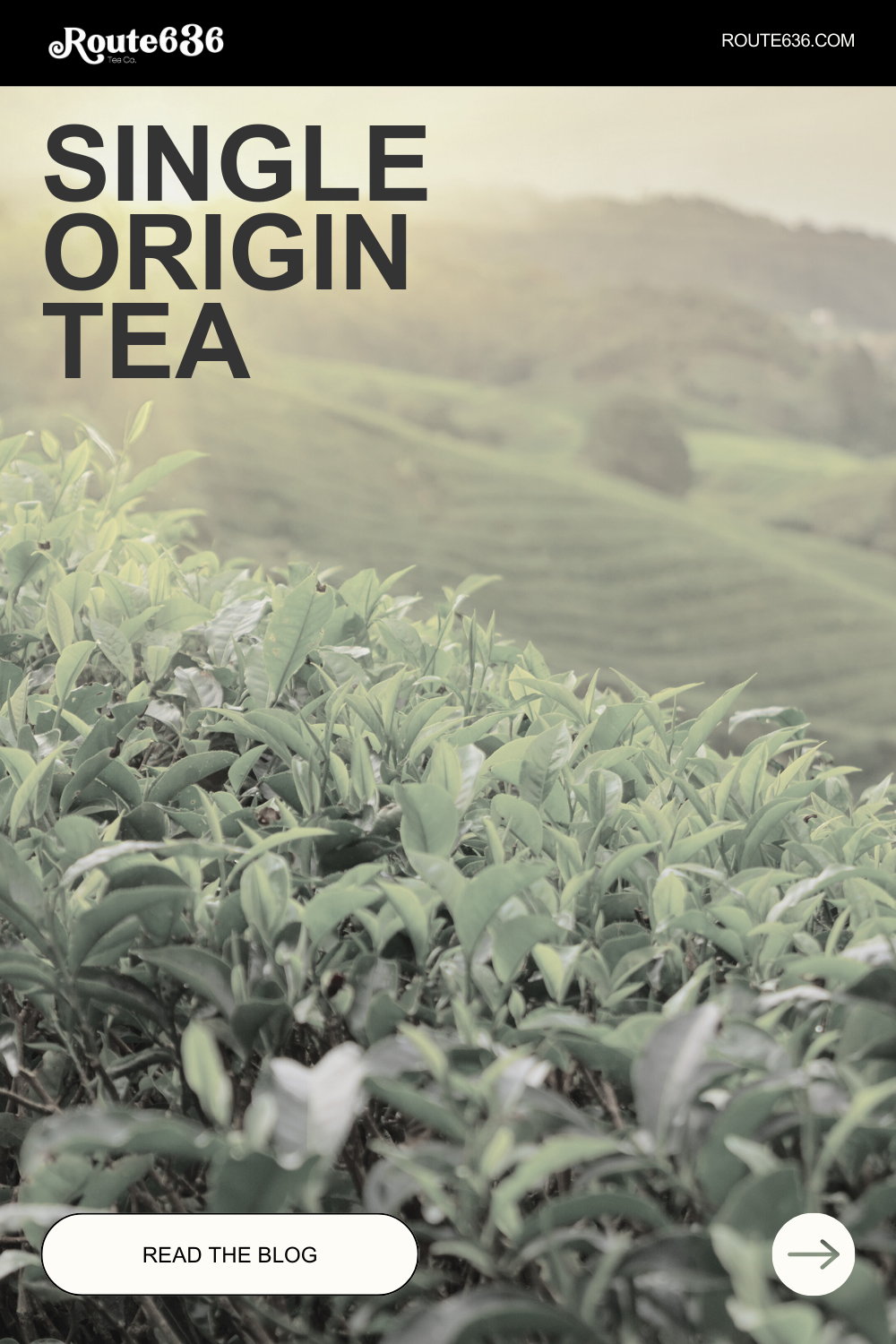 Celebrating Single Origin Tea: Route 636 Tea Co.'s Commitment