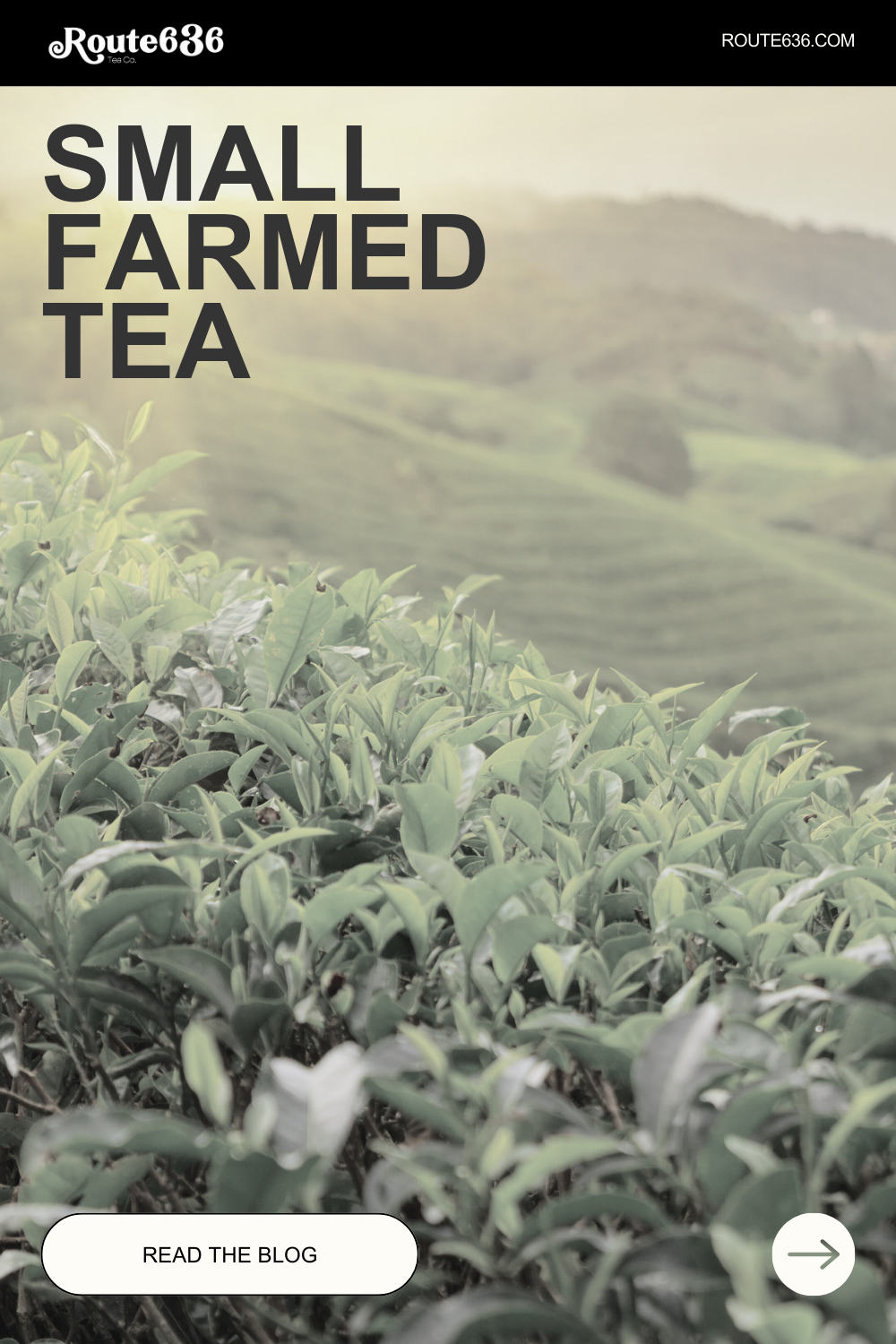 Supporting Small Farmers: Route 636 Tea Co.'s Philosophy