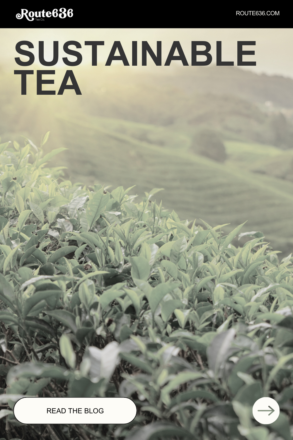 The Importance of Sustainable Tea Farming: Route 636 Tea Co.'s Philosophy