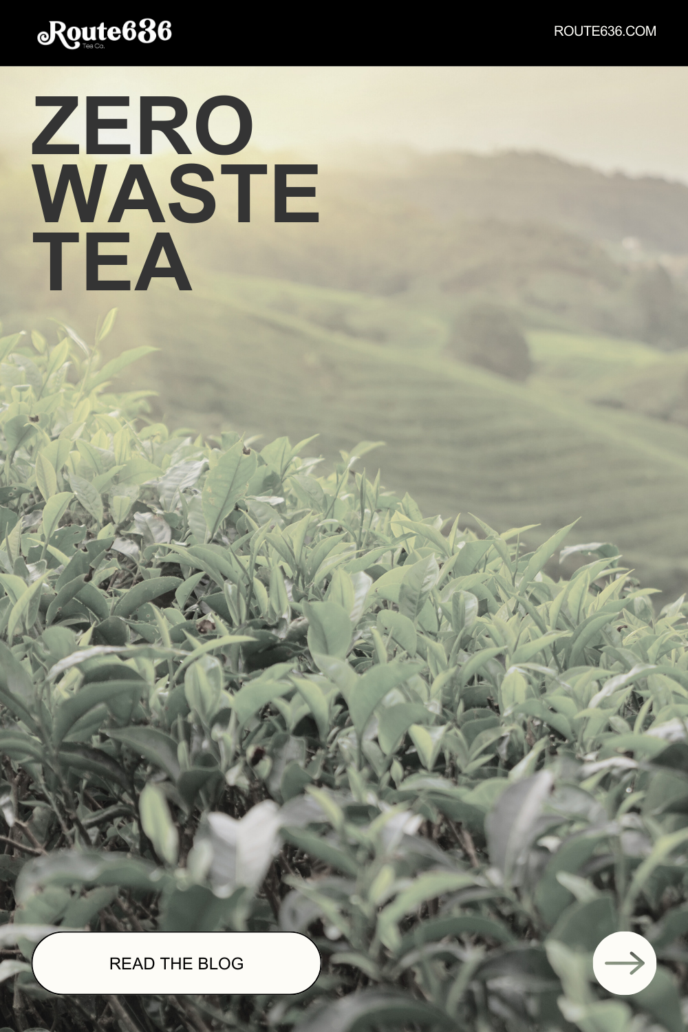 The Importance of Zero Waste: A Route 636 Tea Co. Perspective