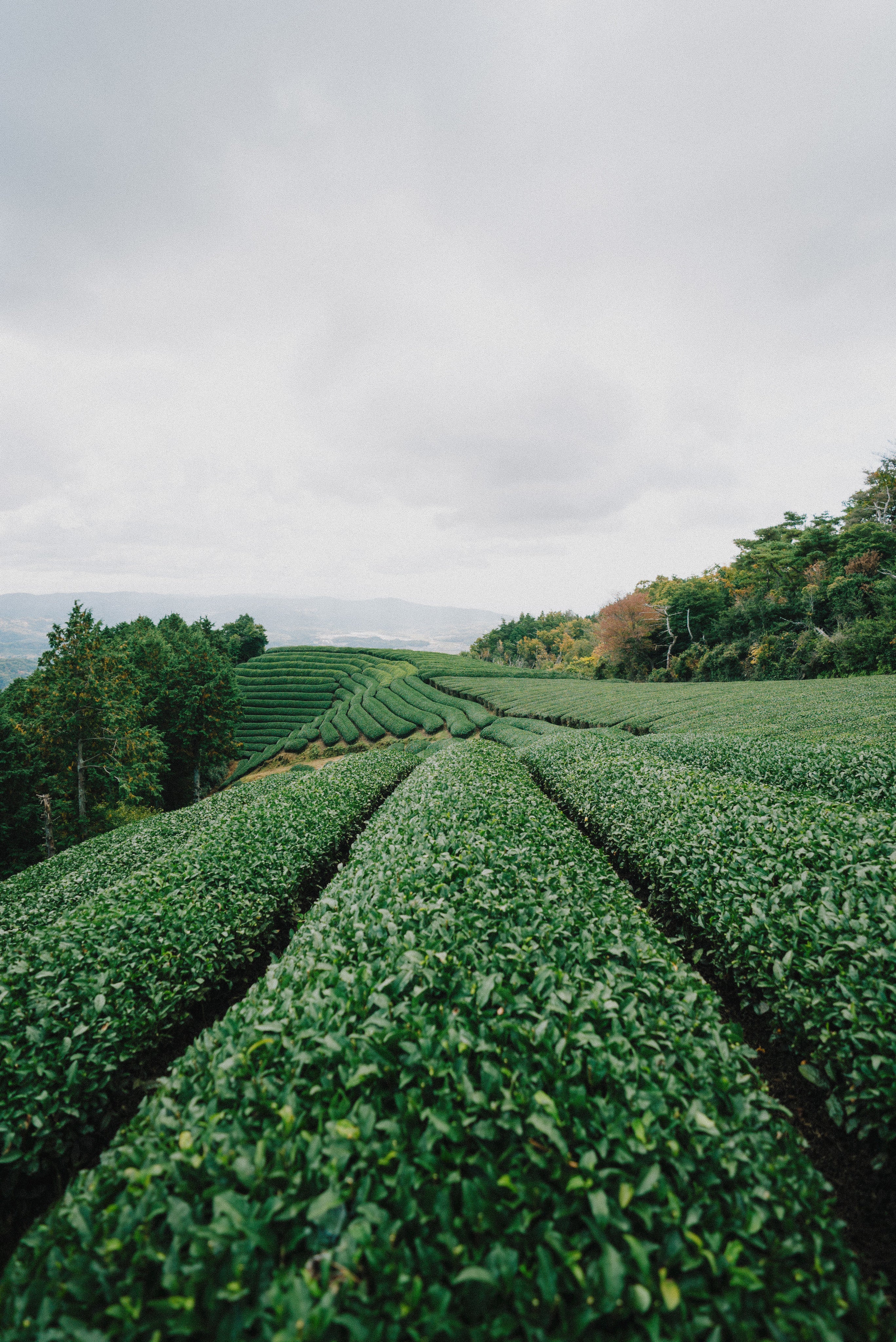 Sustainable Tea Estate