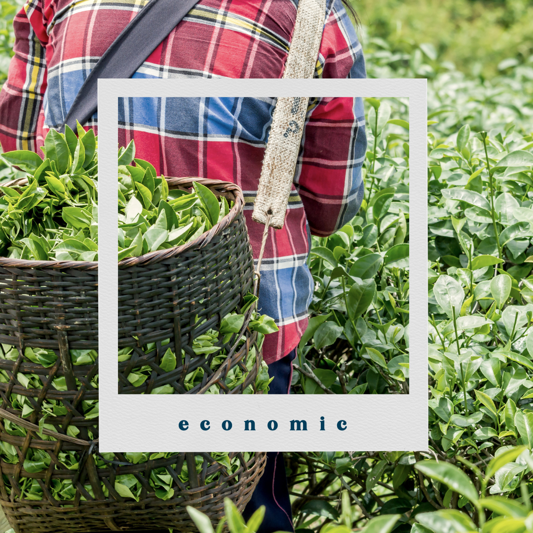 Economic Sustainability. Tea plucker with basket of leaves.